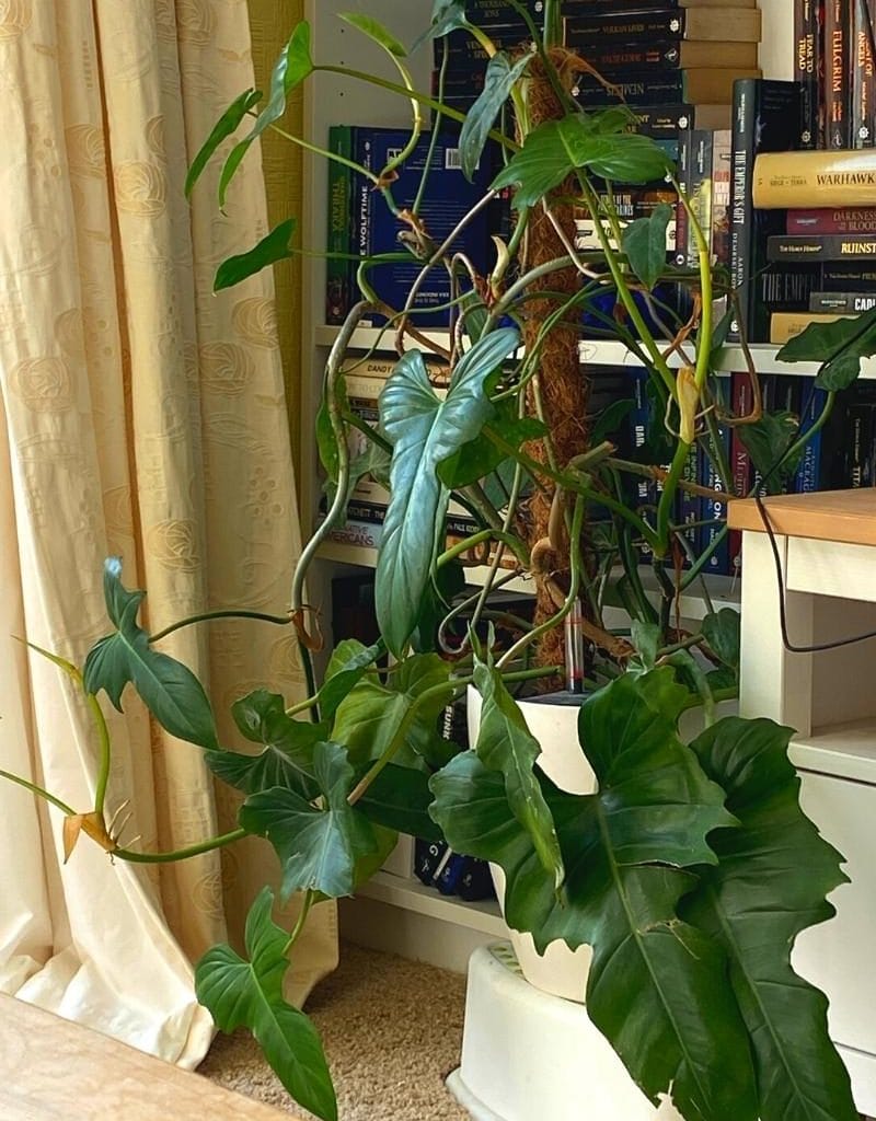 How to Stop Monstera Falling Over - Planet Houseplant
