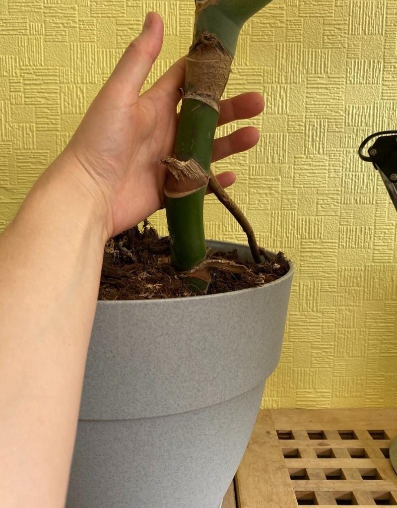How Long Do Monstera Live? - Planet Houseplant