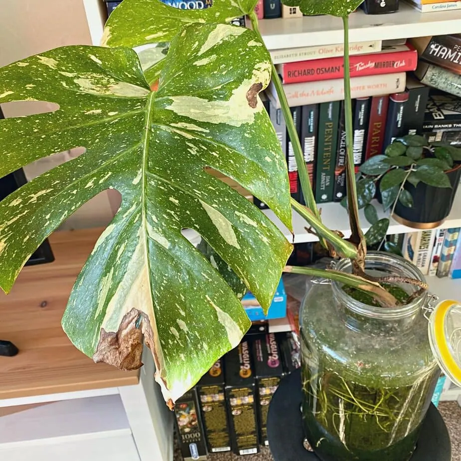 10 Reasons There Are Black Spots On Your Monstera Leaves - Planet Houseplant