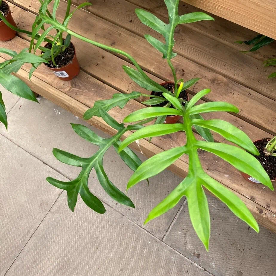 12 Houseplants That Look Like Monstera Deliciosa - Planet Houseplant