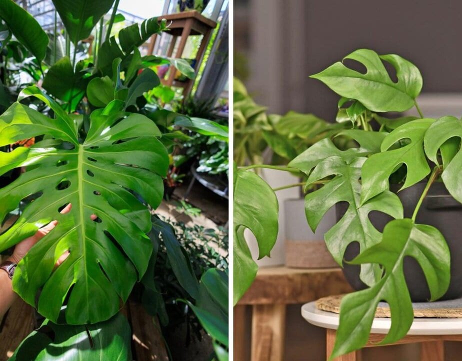 anubias aquarium plant Anubias Nana Golden Coin Potted Bright Round Leaves
