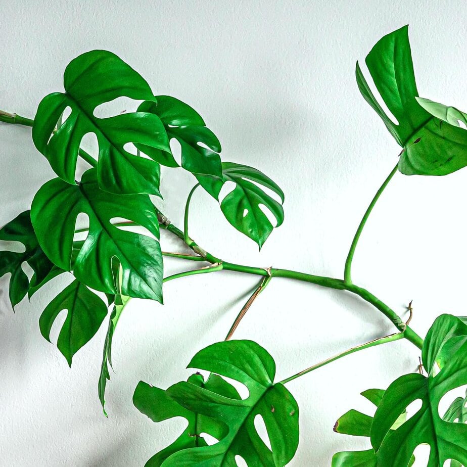 calkins gold philodendron Philodendron Billietiae