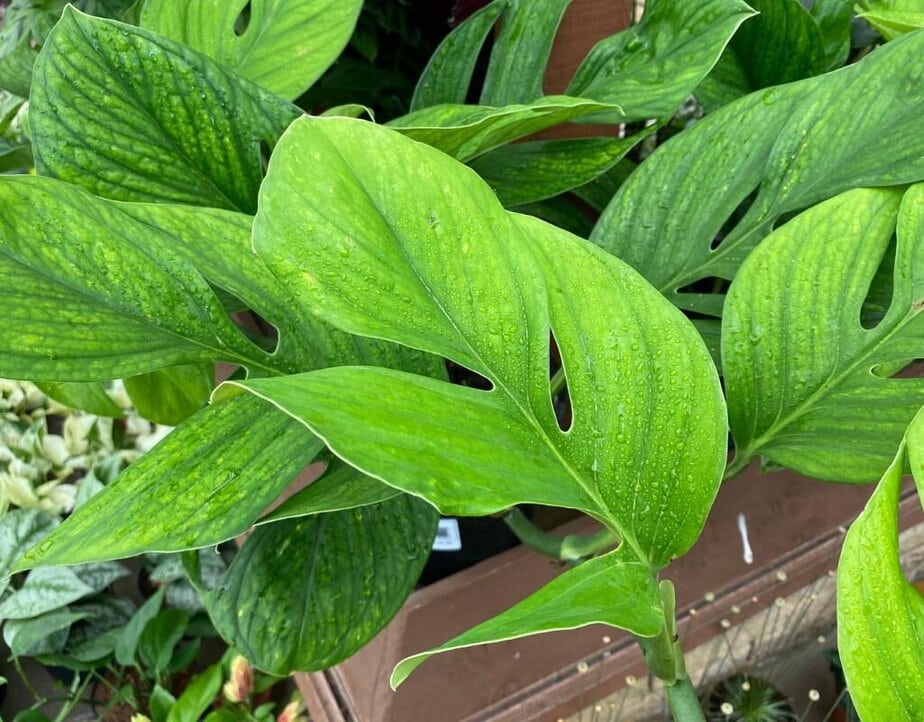 12 Houseplants That Look Like Monstera Deliciosa - Planet Houseplant
