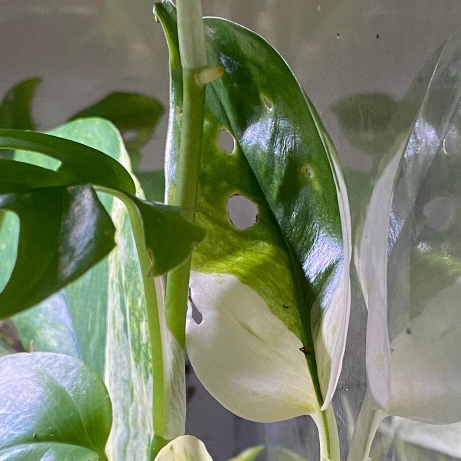 buy zz plants ZZ Plant – Hey Rooted main image 0
