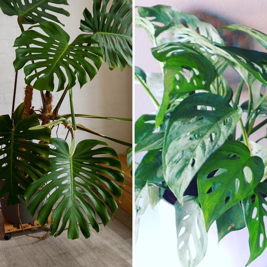 These Are The Differences Between Monstera Deliciosa & Monstera Adansonii -  Planet Houseplant