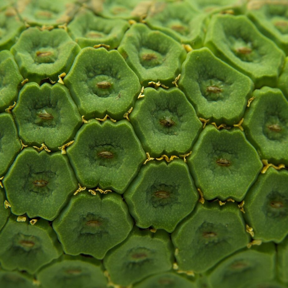 philodendron micans dehner Philodendron micans  Foliage Factory