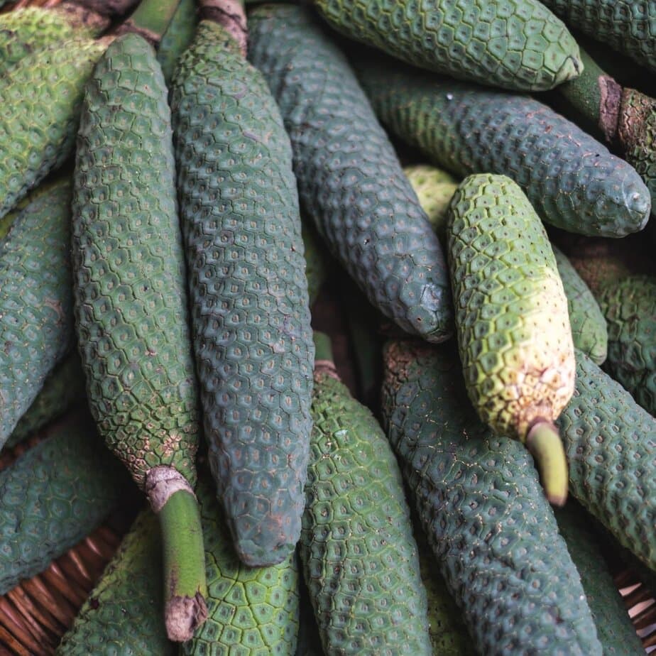 You Can Grow Monstera Fruit in the UK (But It Isn't Easy) - Planet  Houseplant