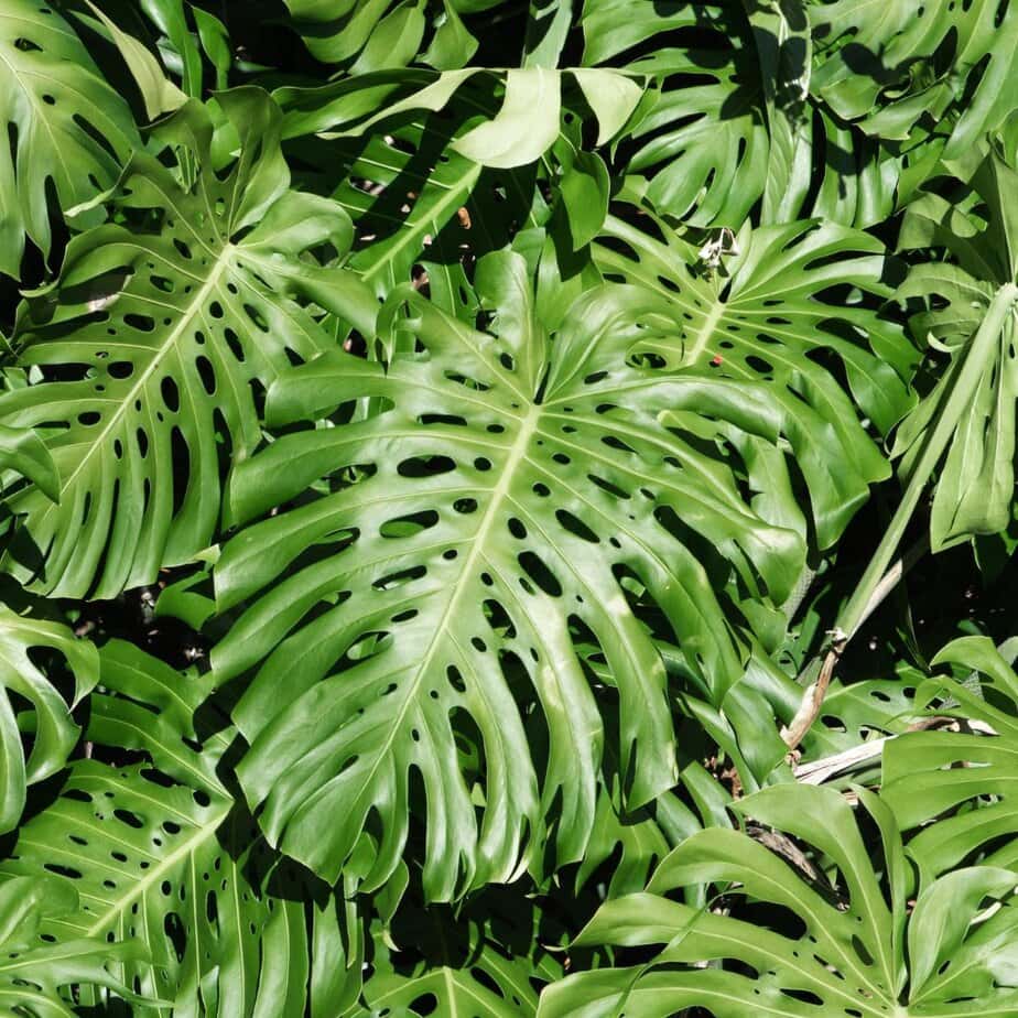 These Are The Differences Between Monstera Deliciosa & Monstera Adansonii -  Planet Houseplant