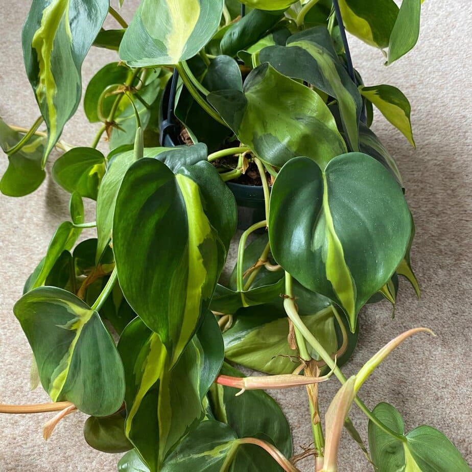 schefflera arboricola variegated Arboricola Trinette – Liberty Landscape Supply