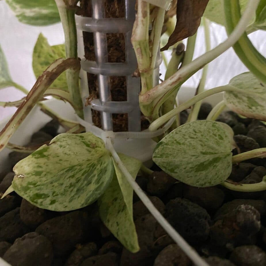 How to Stop Monstera Falling Over - Planet Houseplant