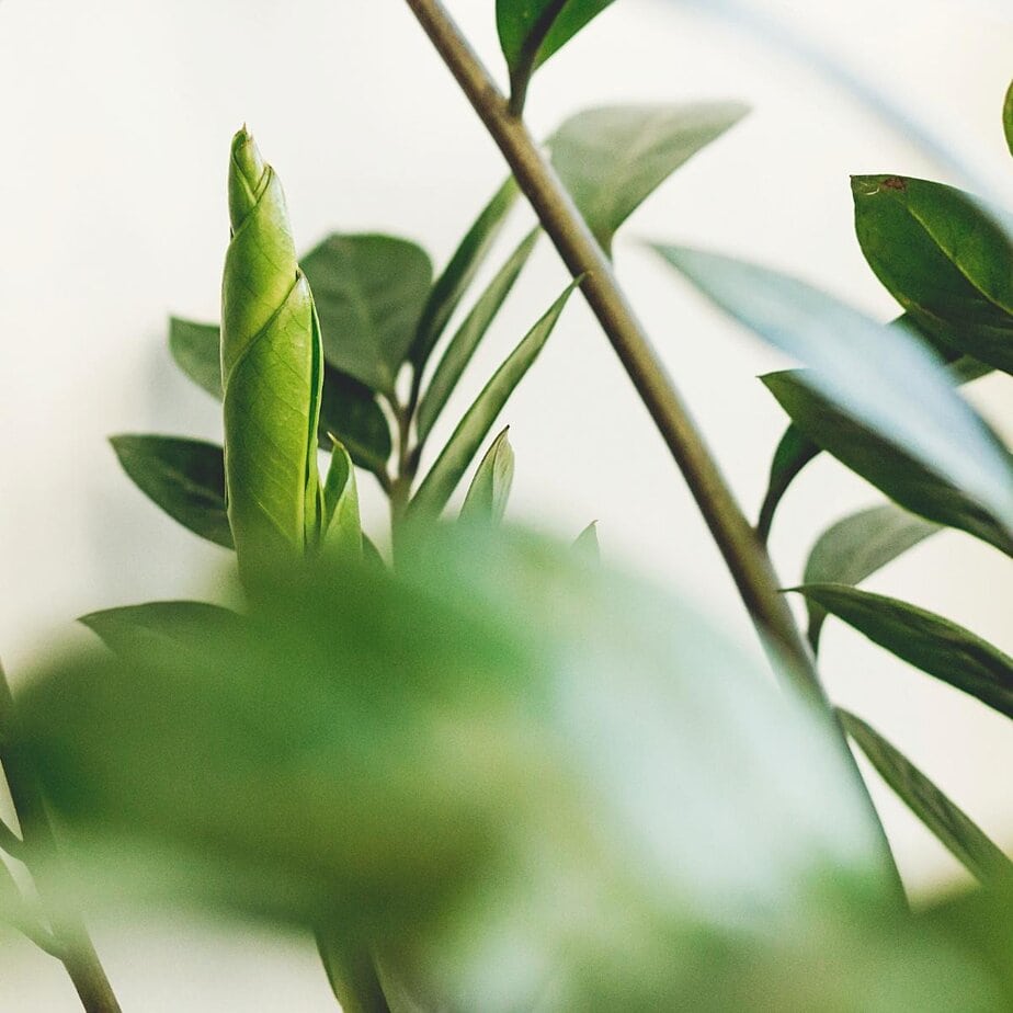 The Ultimate Guide to ZZ plant Care - Planet Houseplant