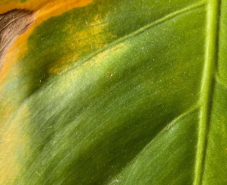 Planet Houseplant's Guide to Monstera Deliciosa Pests And Diseases - Planet  Houseplant