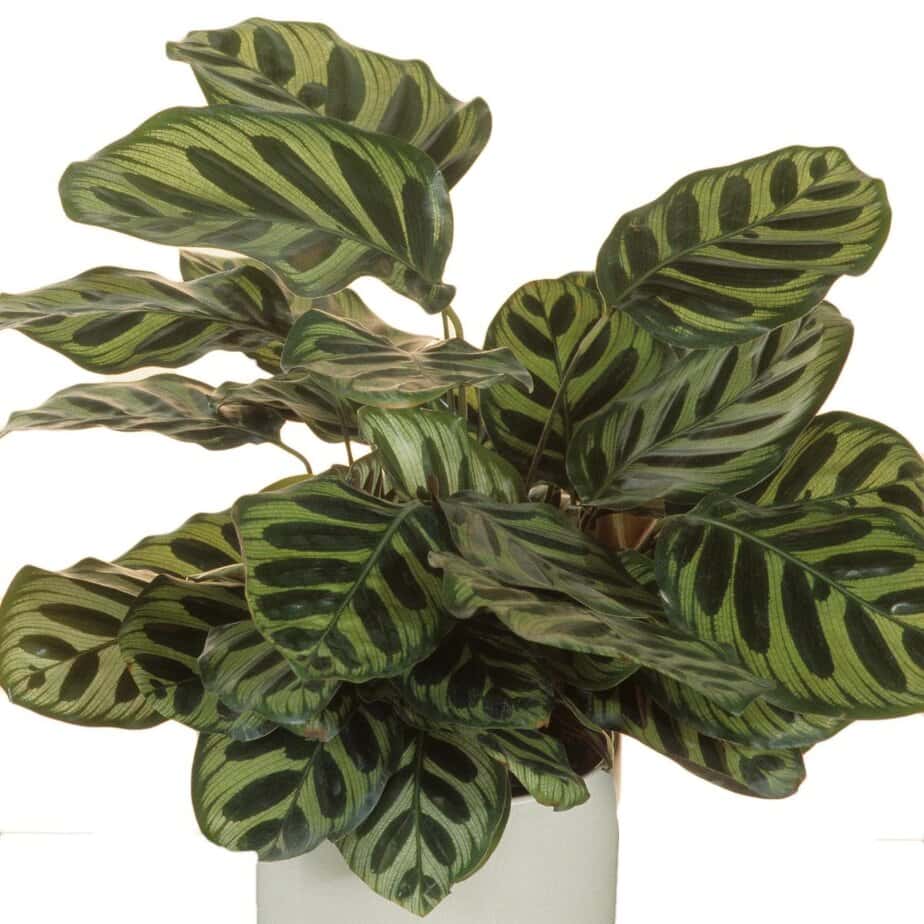 calathea maui queen standort Calathea Maui Queen main image 0