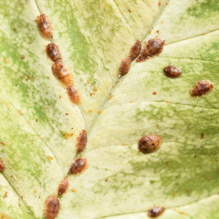 Planet Houseplant's Guide to Monstera Deliciosa Pests And Diseases - Planet  Houseplant