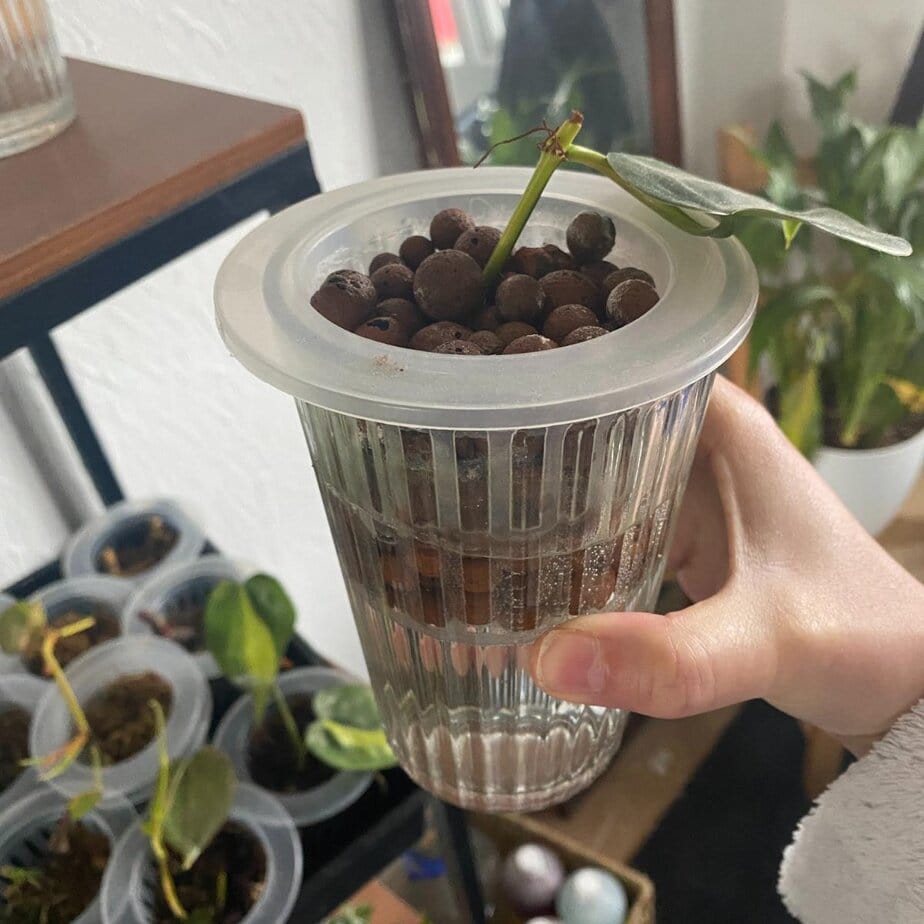 The Complete Guide to Wet Stick Propagation - Planet Houseplant