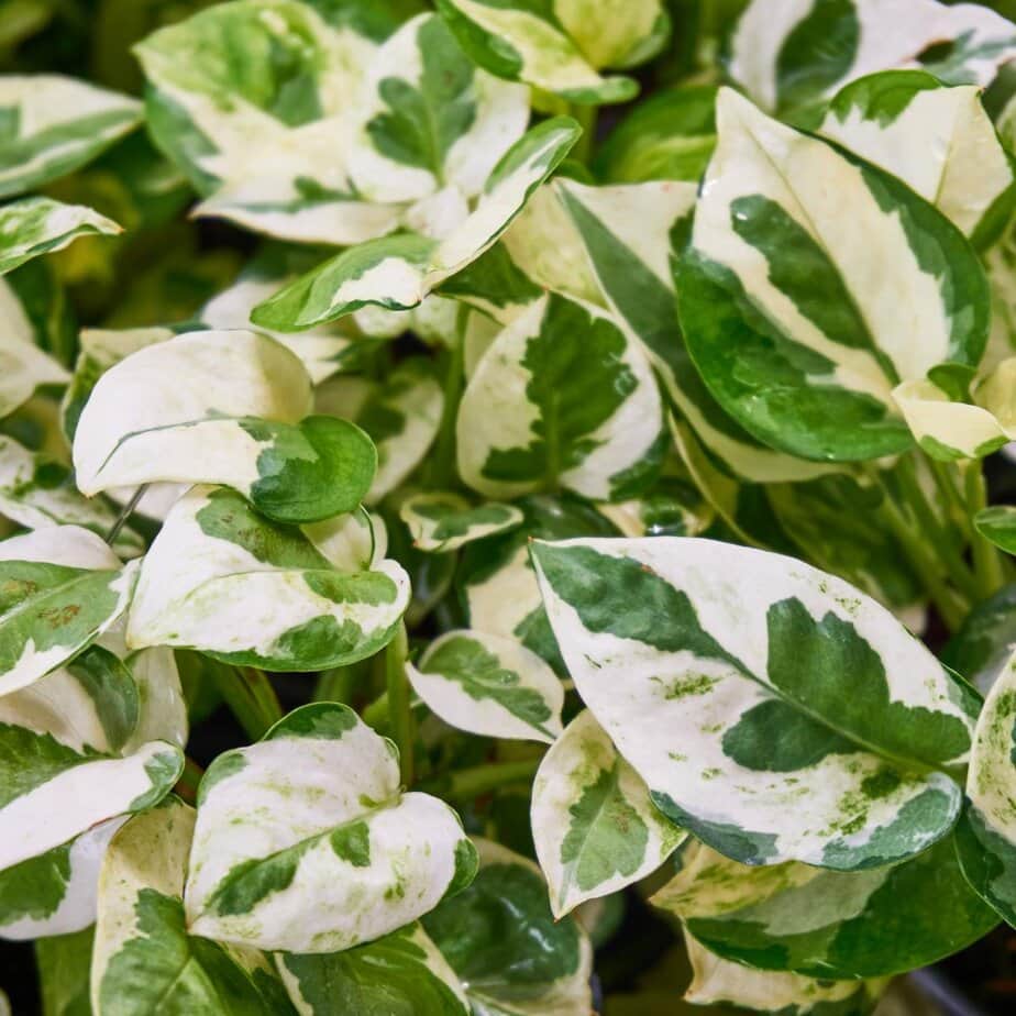 This Is How Much Light Pothos Actually Need - Planet Houseplant