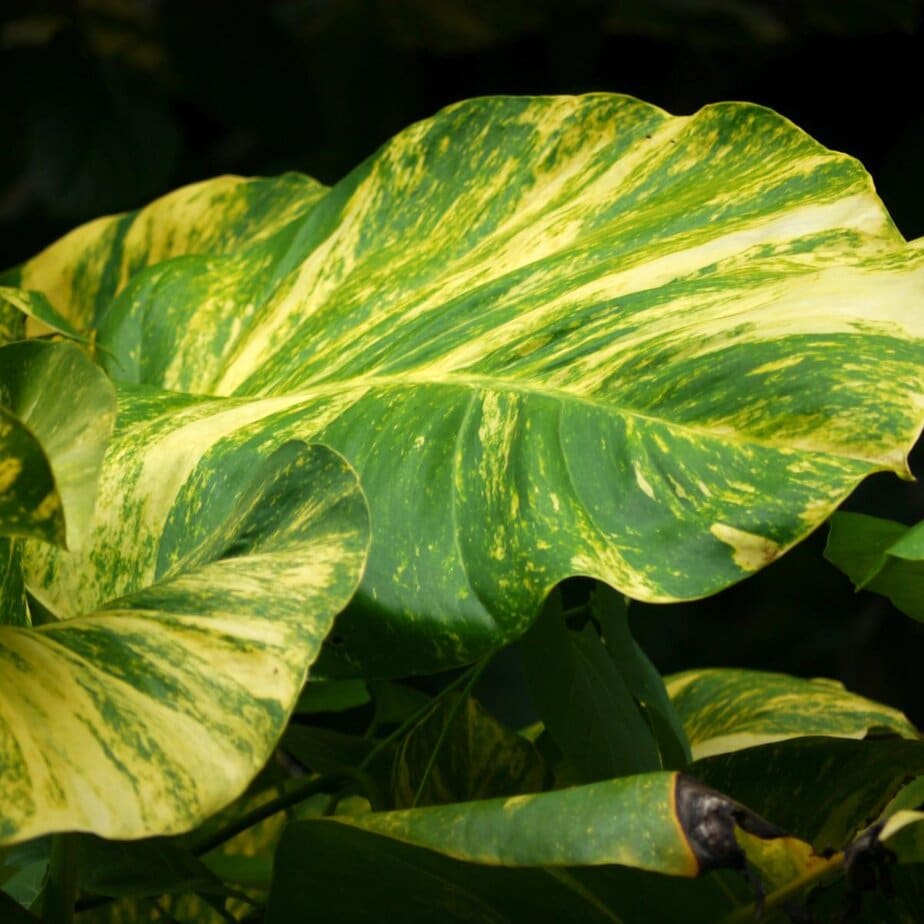 How to Take Care of Pothos/Epipremnum Aureum - Planet Houseplant
