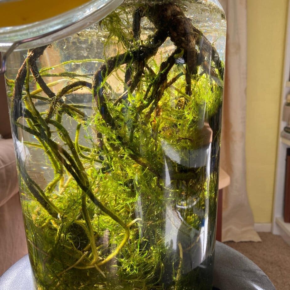 You Can Put Monstera Aerial Roots In Water (But You Might Not Want to) -  Planet Houseplant