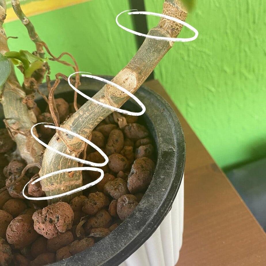 What is a node on a plant? (And why it's the most important thing you'll  ever learn about propagation) - Planet Houseplant