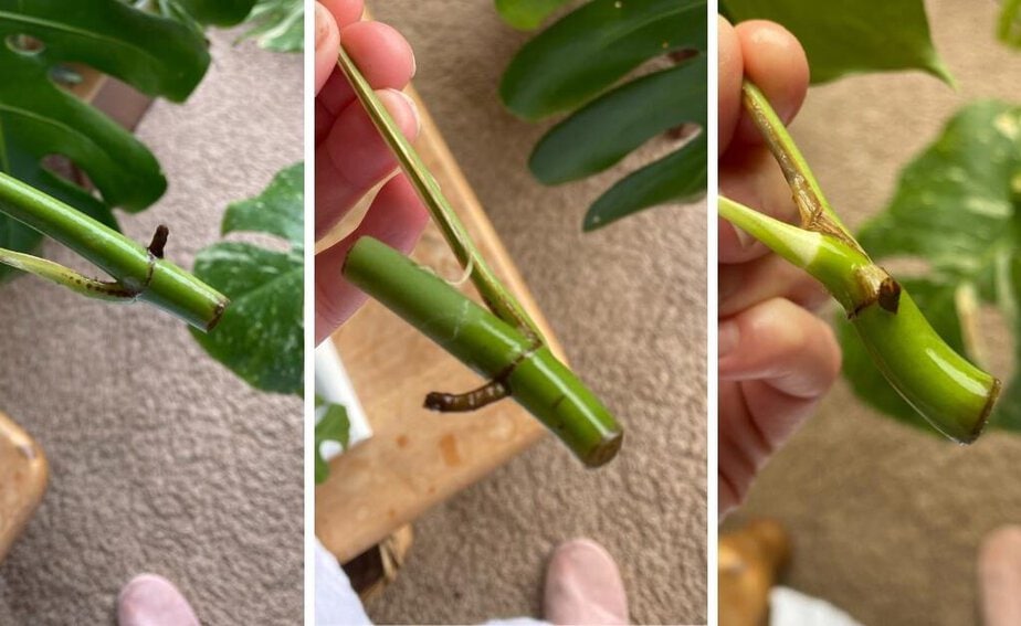 Pothos DOES Help Other Houseplants Roots Faster - A Lot Faster - Planet  Houseplant