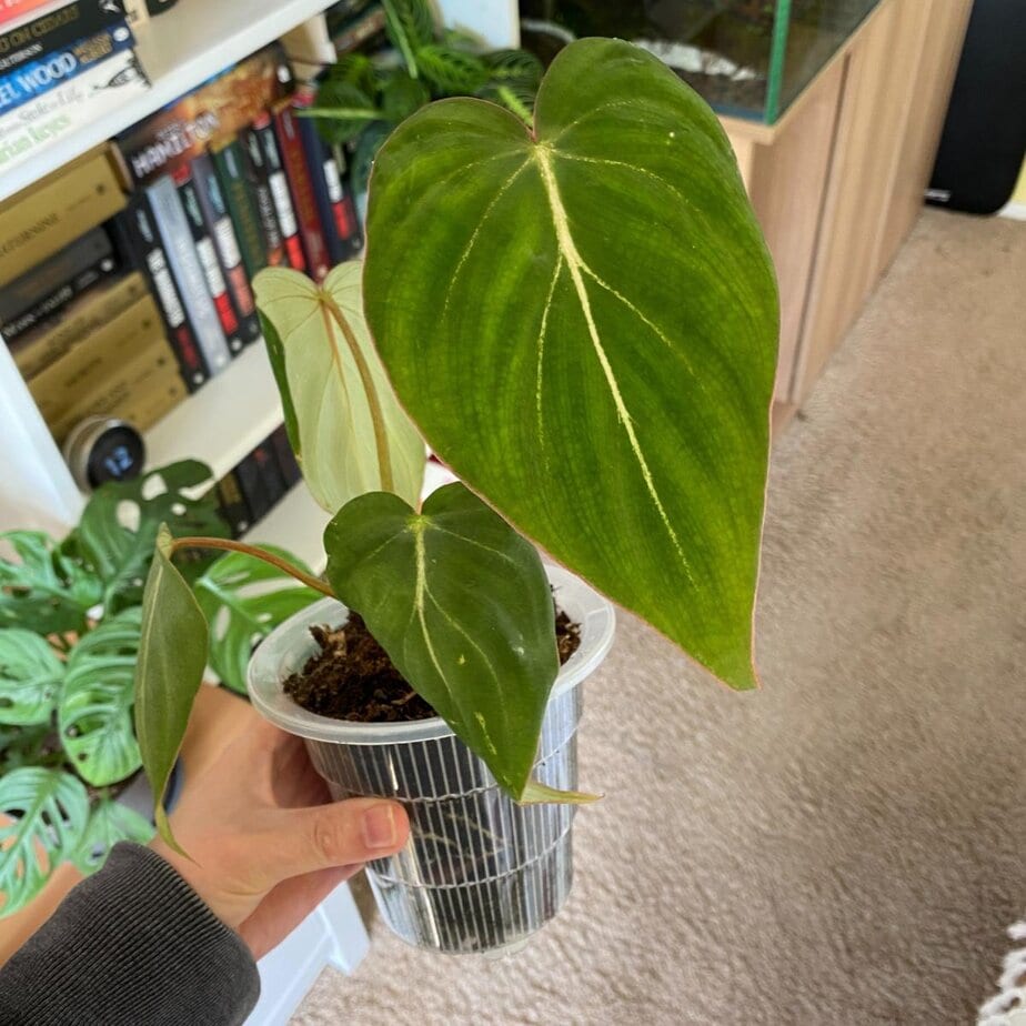 Most Philodendron Are Climbers - Here's How to Know If You Have A Crawler -  Planet Houseplant