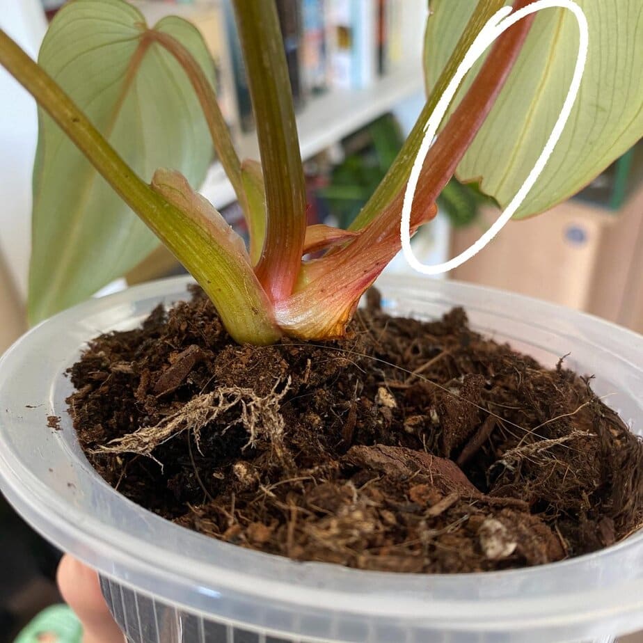Most Philodendron Are Climbers - Here's How to Know If You Have A Crawler -  Planet Houseplant