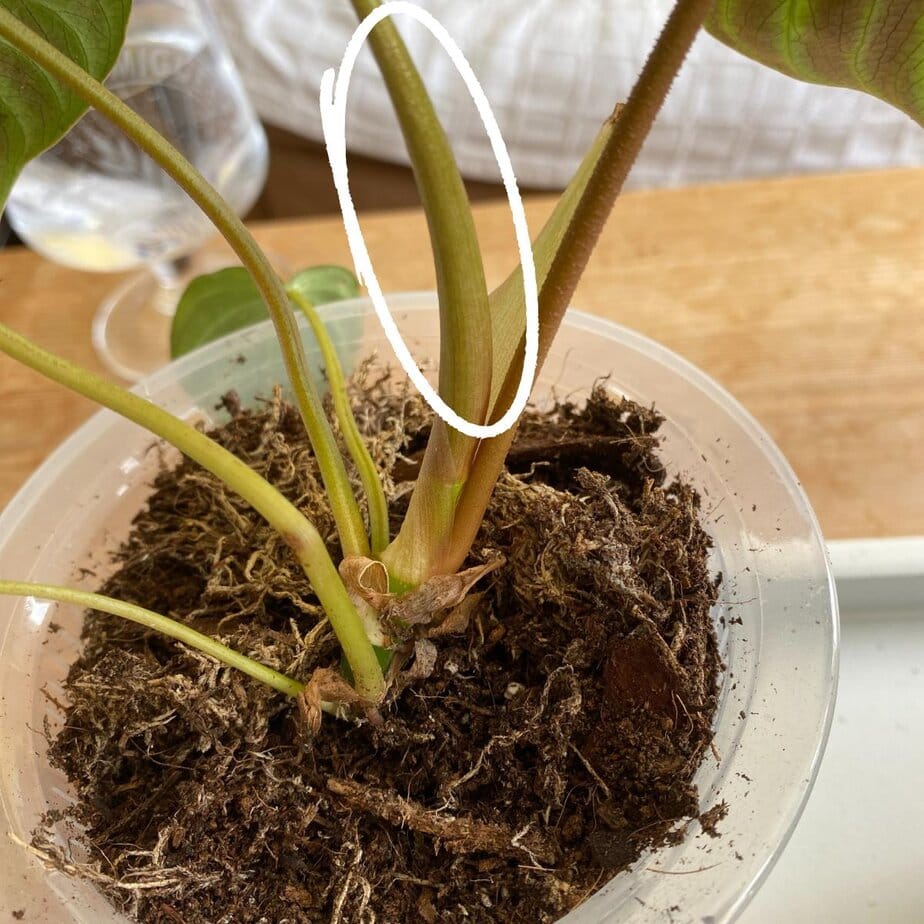 plants are purple serum test HOUSE OF PLLA® HOP+ Pilleo Mask Trial Kit