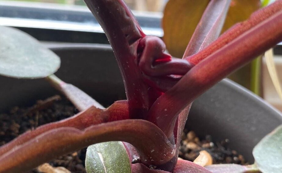 This Is Why Philodendron Leaves Get Stuck (And How to Help Them Out) -  Planet Houseplant