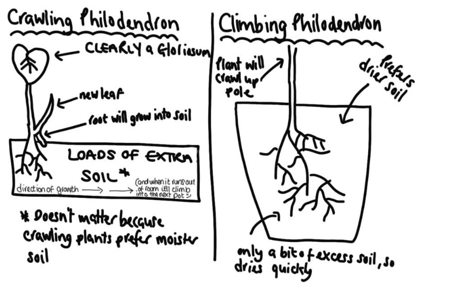 Climbing Roots Diagram