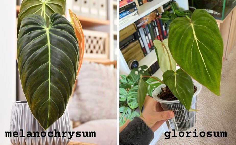 Humidity Requirements For Philodendron - Planet Houseplant
