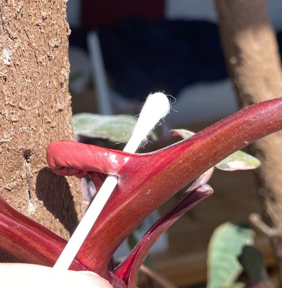 This Is Why Philodendron Leaves Get Stuck (And How to Help Them Out) -  Planet Houseplant