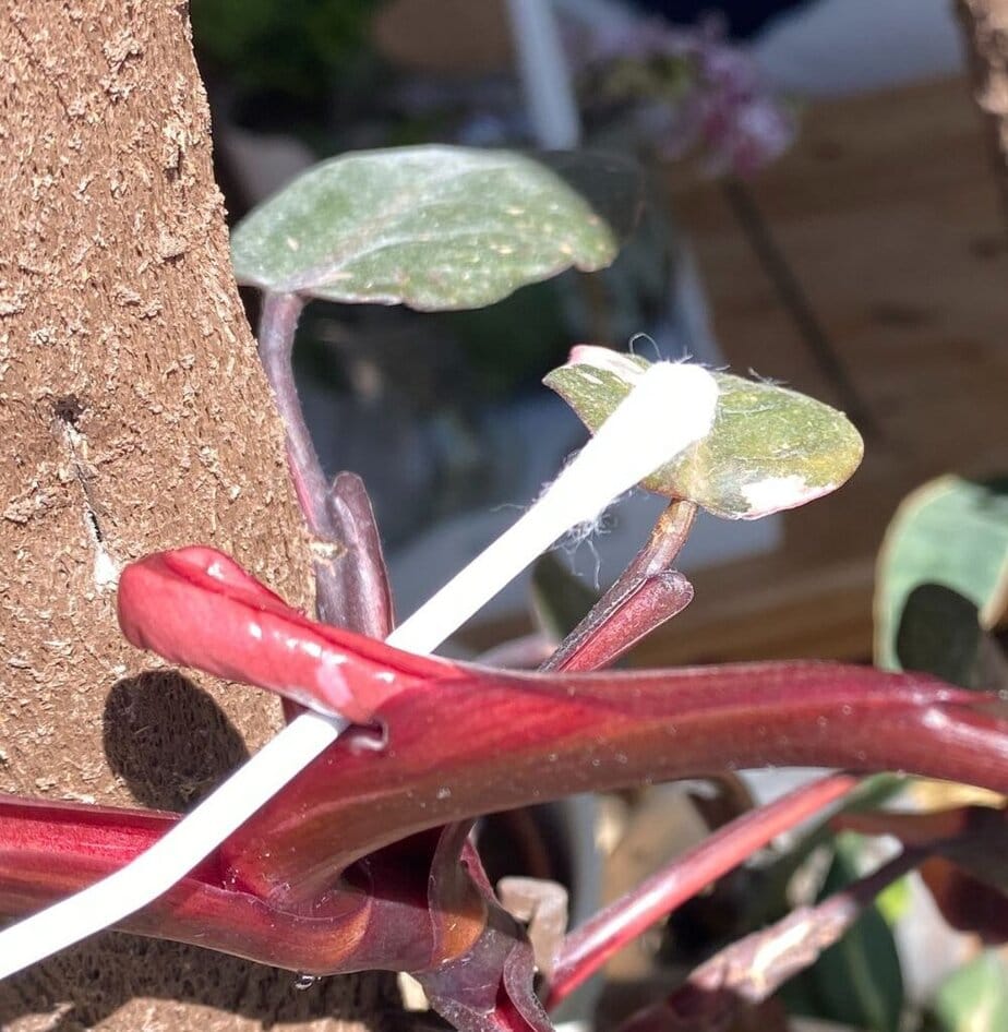 This Is Why Philodendron Leaves Get Stuck (And How to Help Them Out) -  Planet Houseplant