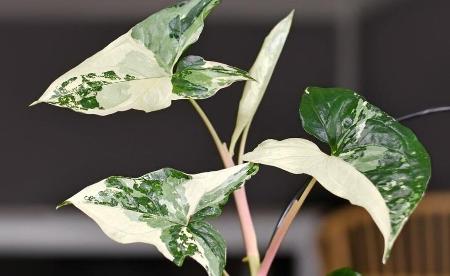 How to Reduce The Chances of Your Syngonium Albo Reverting - Planet  Houseplant