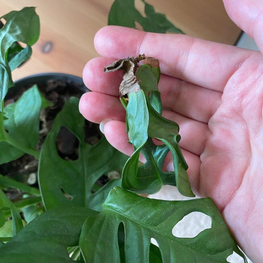 Here's How to Stop Monstera Adansonii Having Crispy Tips - Planet Houseplant