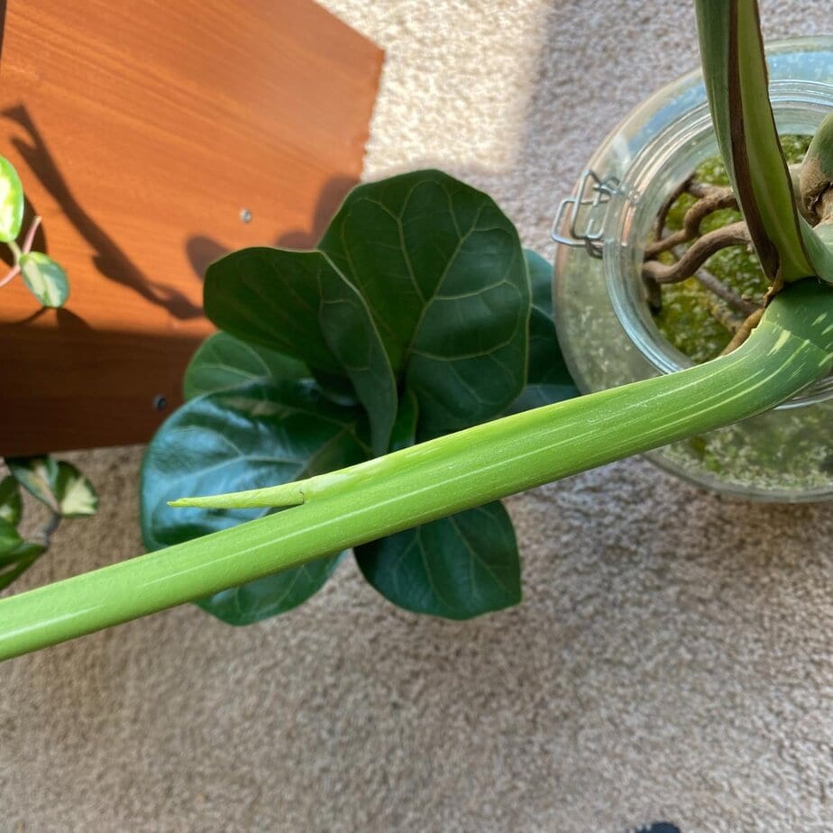 philodendron white princess moss pole Philodendron White Princess on Moss Pole main image 1