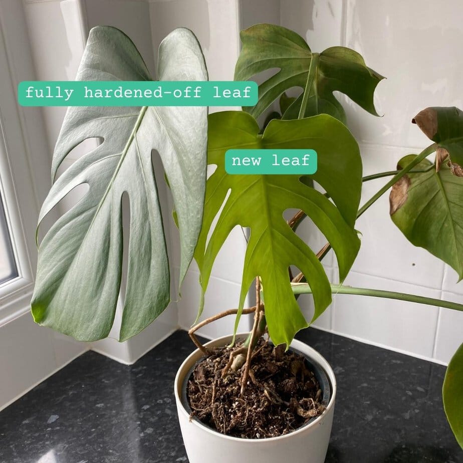 monstera pflanze hängend Rhaphidophora tetrasperma (Monstera 'Minima') – Jungle Leaves main image 0