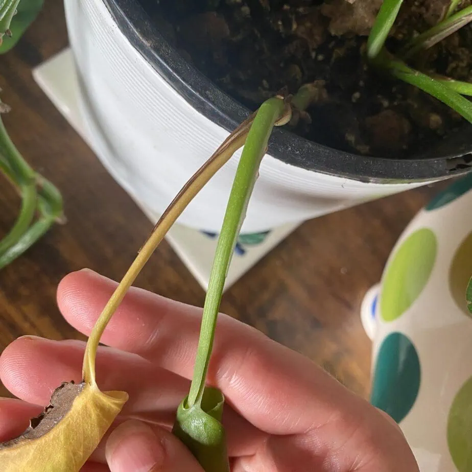 senecio succulent plant Skyscraper™ Senecio — Green Acres Nursery & Supply