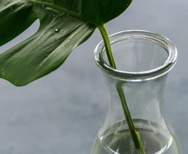 You Can't Grow A Monstera From A Leaf - Here's Why - Planet Houseplant