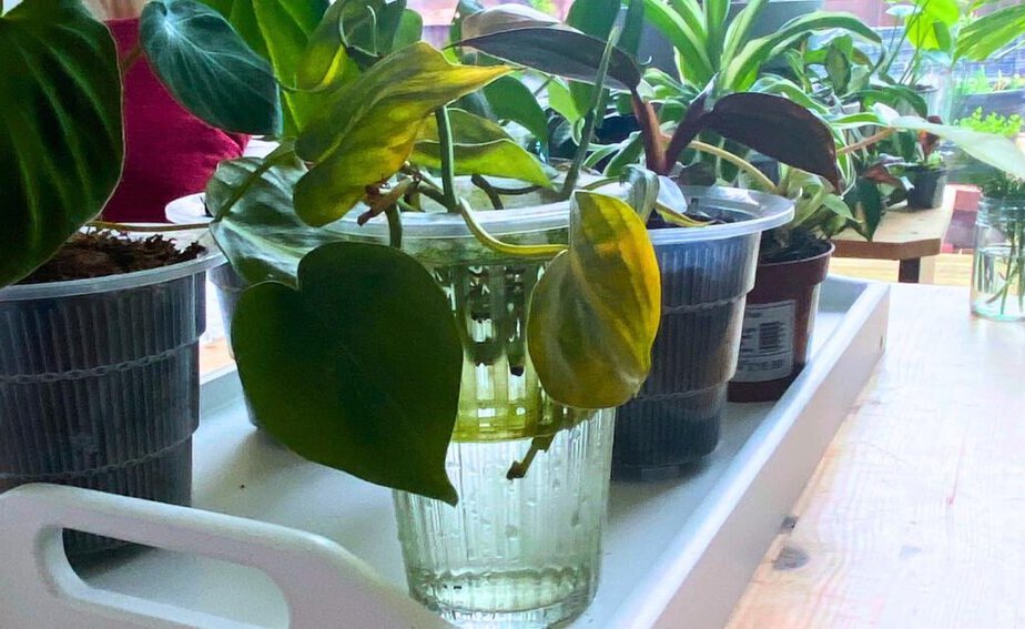 Planet Houseplant's Chop And Prop Guide - Planet Houseplant