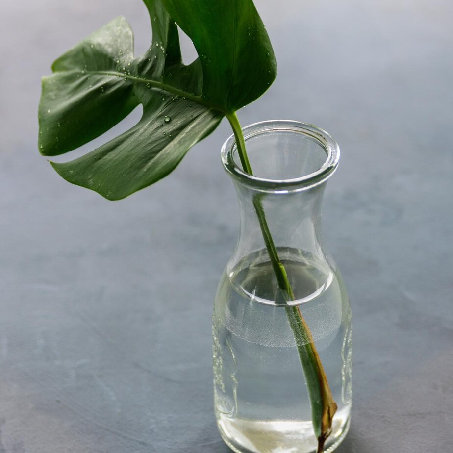You Can't Grow A Monstera From A Leaf - Here's Why - Planet Houseplant