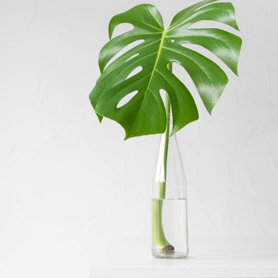 You Can't Grow A Monstera From A Leaf - Here's Why - Planet Houseplant