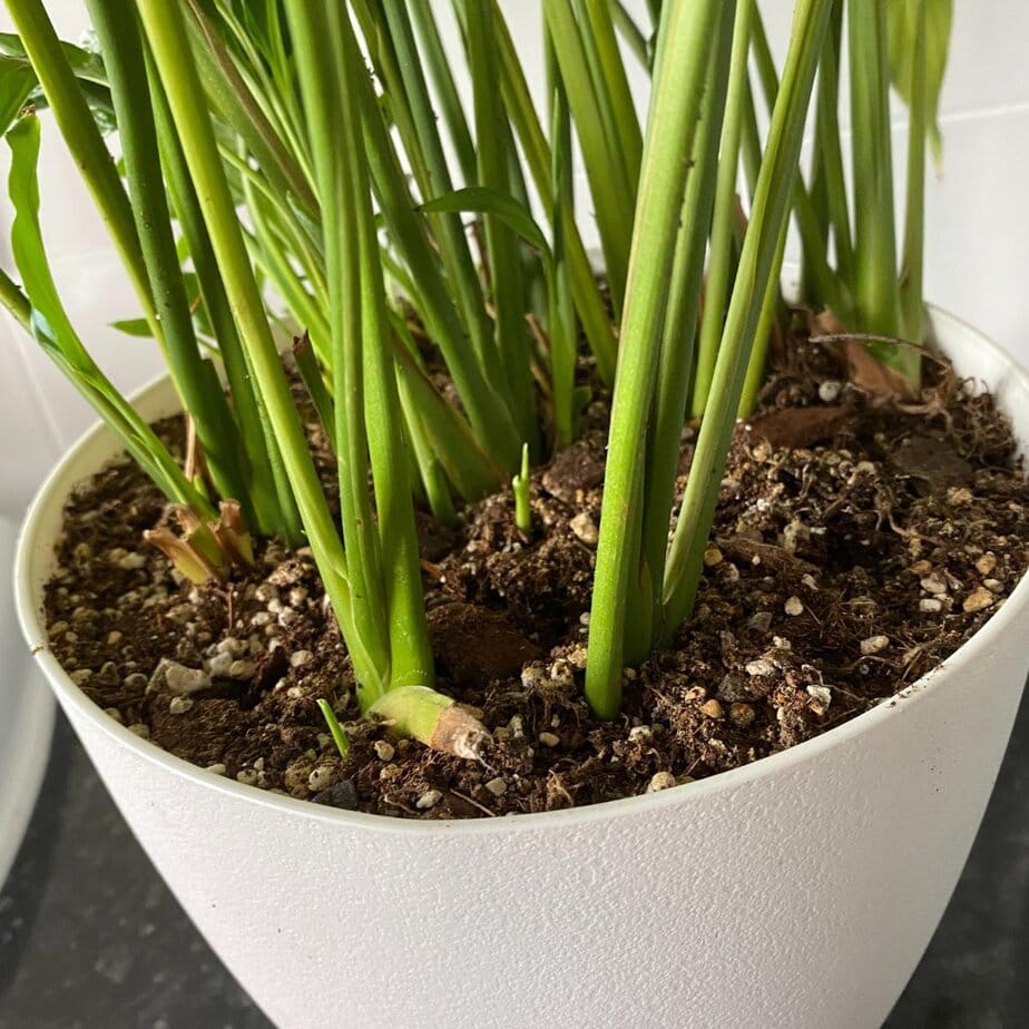 Peace Lilies Are Easy to Care For - If You Have The Right Environment -  Planet Houseplant