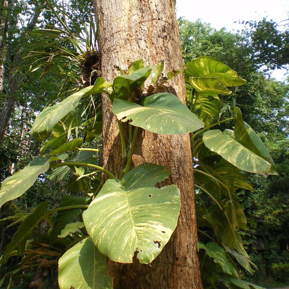 How to Grow A Fenestrated Pothos - Planet Houseplant