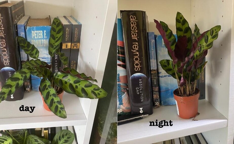 This Is Why Your Calathea Leaves Pointing Up - Planet Houseplant