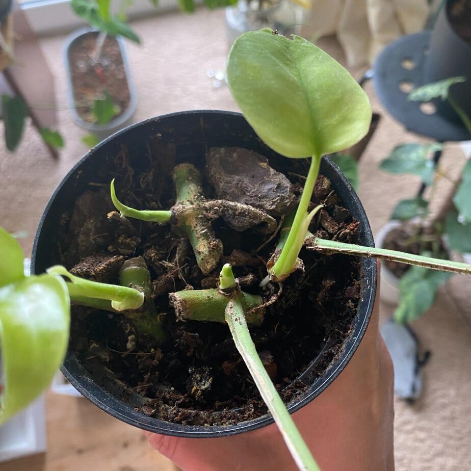 8 Tips For Transferring Monstera From Water to Soil - Planet Houseplant
