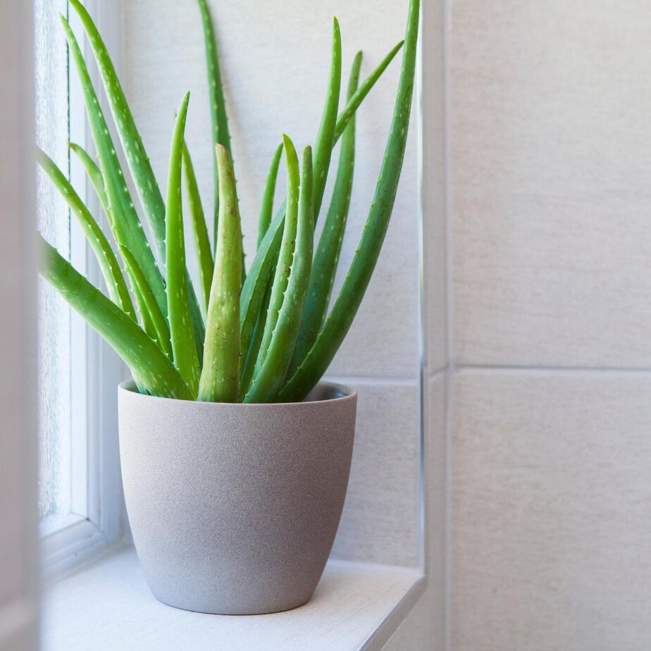 You Can Keep Plants In The Bathroom (But It's Not Always A Good Idea) -  Planet Houseplant