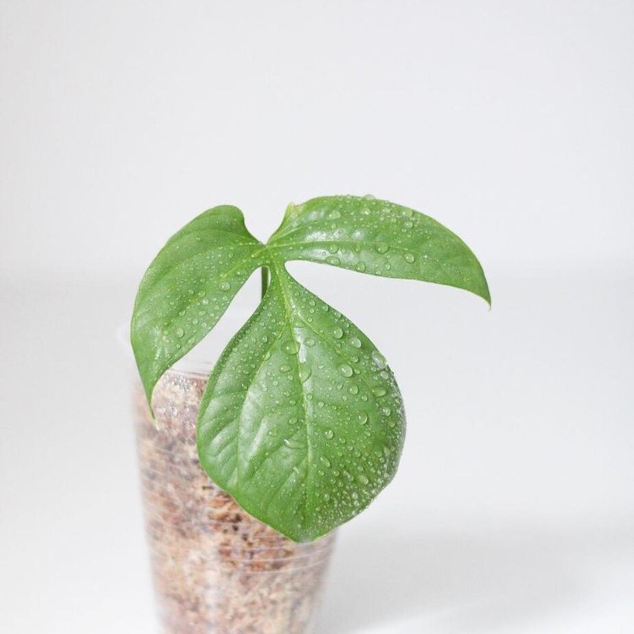 How to Care For Amydrium Medium Silver - Planet Houseplant