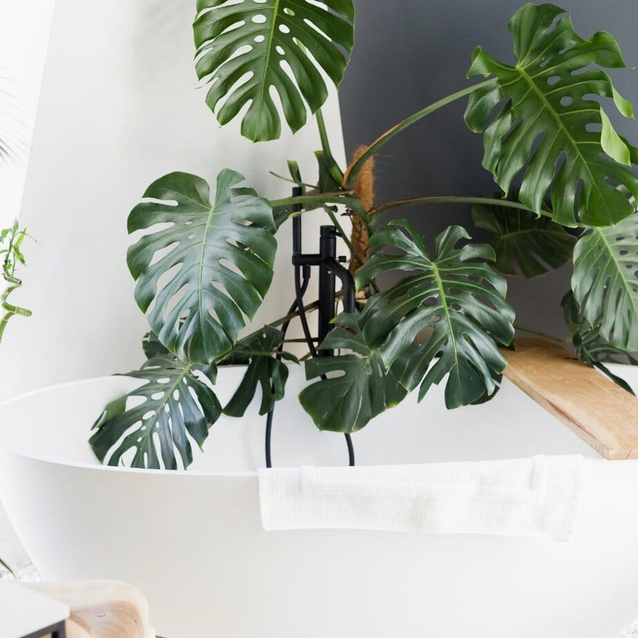 8 Tips For Transferring Monstera From Water to Soil - Planet Houseplant