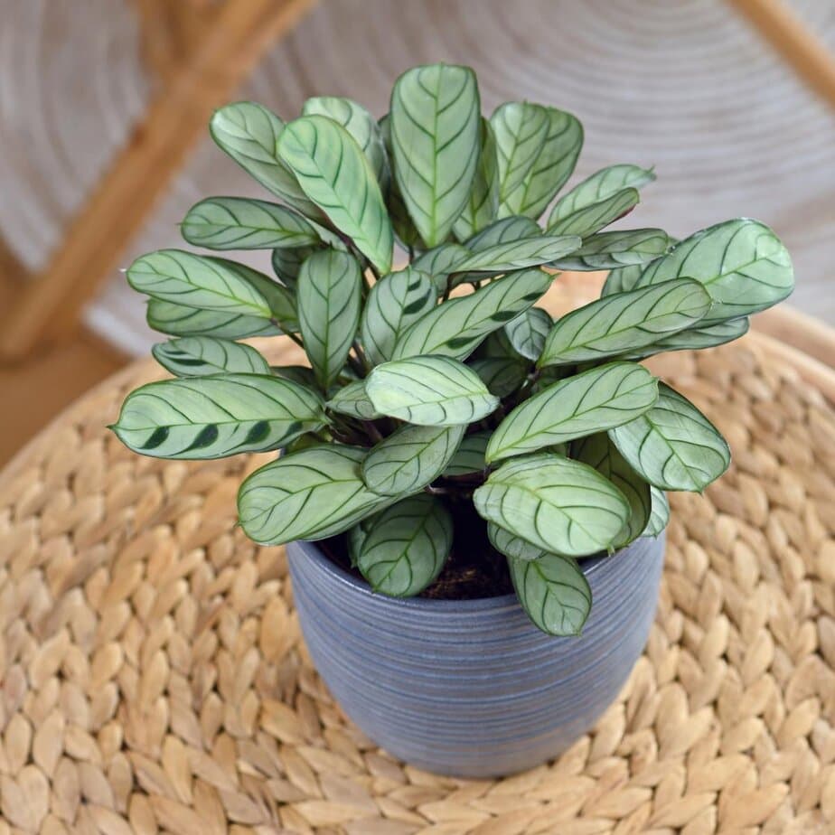 Is a Maranta a Calathea? - Planet Houseplant