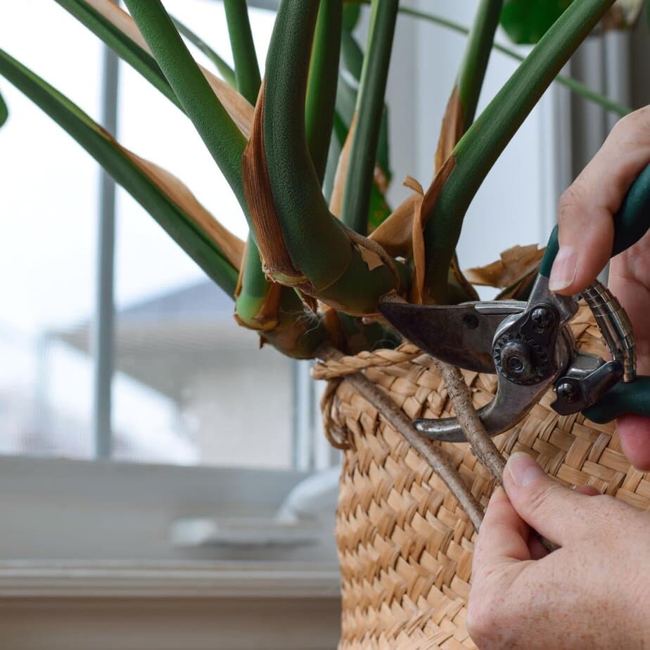 What to do with Monstera aerial roots: cut them, tuck them, or leave them  alone? - Planet Houseplant